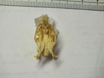 Media type: image;   Herpetology R-4211